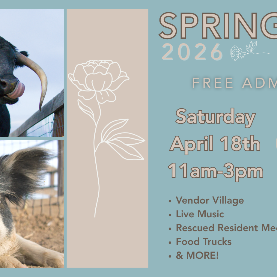 Spring Fest 2026 - logo